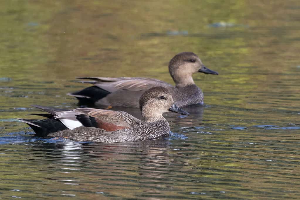 Coppia di canapiglia anatre nuoto