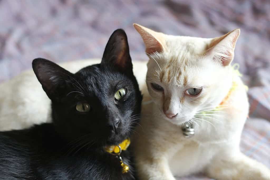 Gatti tailandesi in bianco e nero che si rilassano e si rilassano insieme in casa.  sulla coperta viola Indossavano entrambi collari gialli e campanelli d'argento.