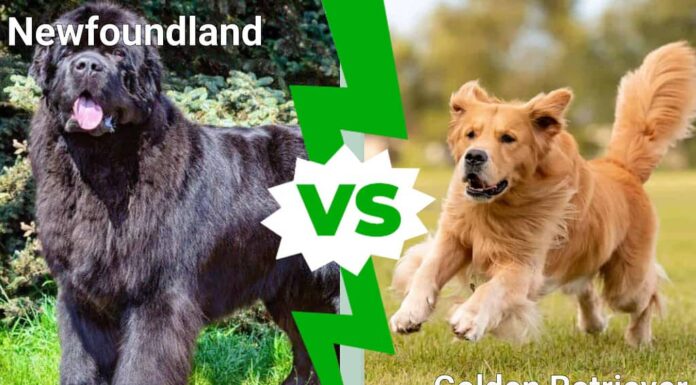 Terranova vs. Golden Retriever: spiegate 5 differenze chiave
