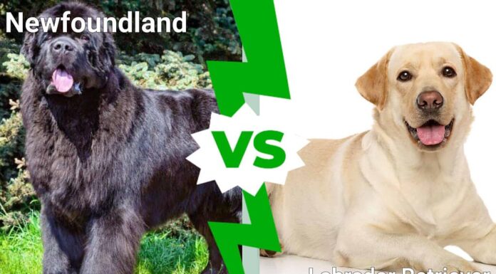 Terranova vs. Labrador Retriever: spiegate 5 differenze chiave
