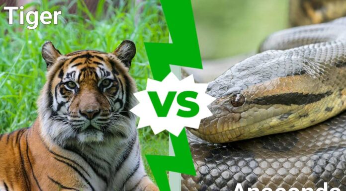 Tigre contro Anaconda