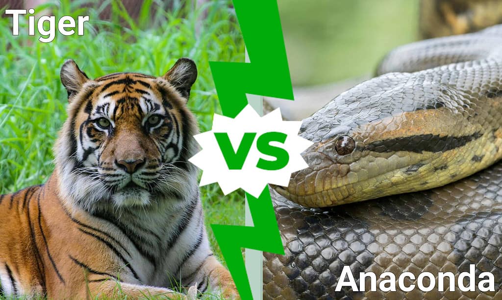 Tigre contro Anaconda