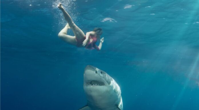 La donna fugge dallo squalo