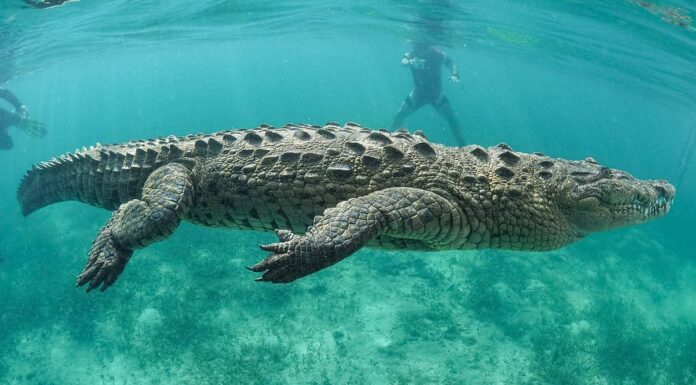 Coccodrillo americano che nuota sott'acqua