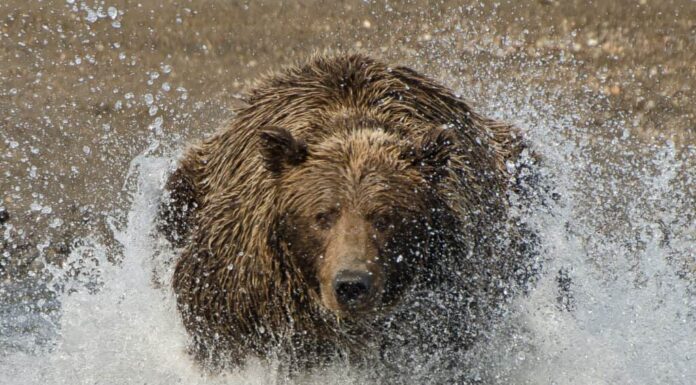 Orso bruno in acqua