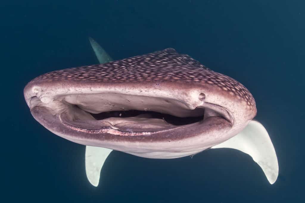 Squalo balena da vicino sott'acqua con grandi enormi mascelle a bocca aperta