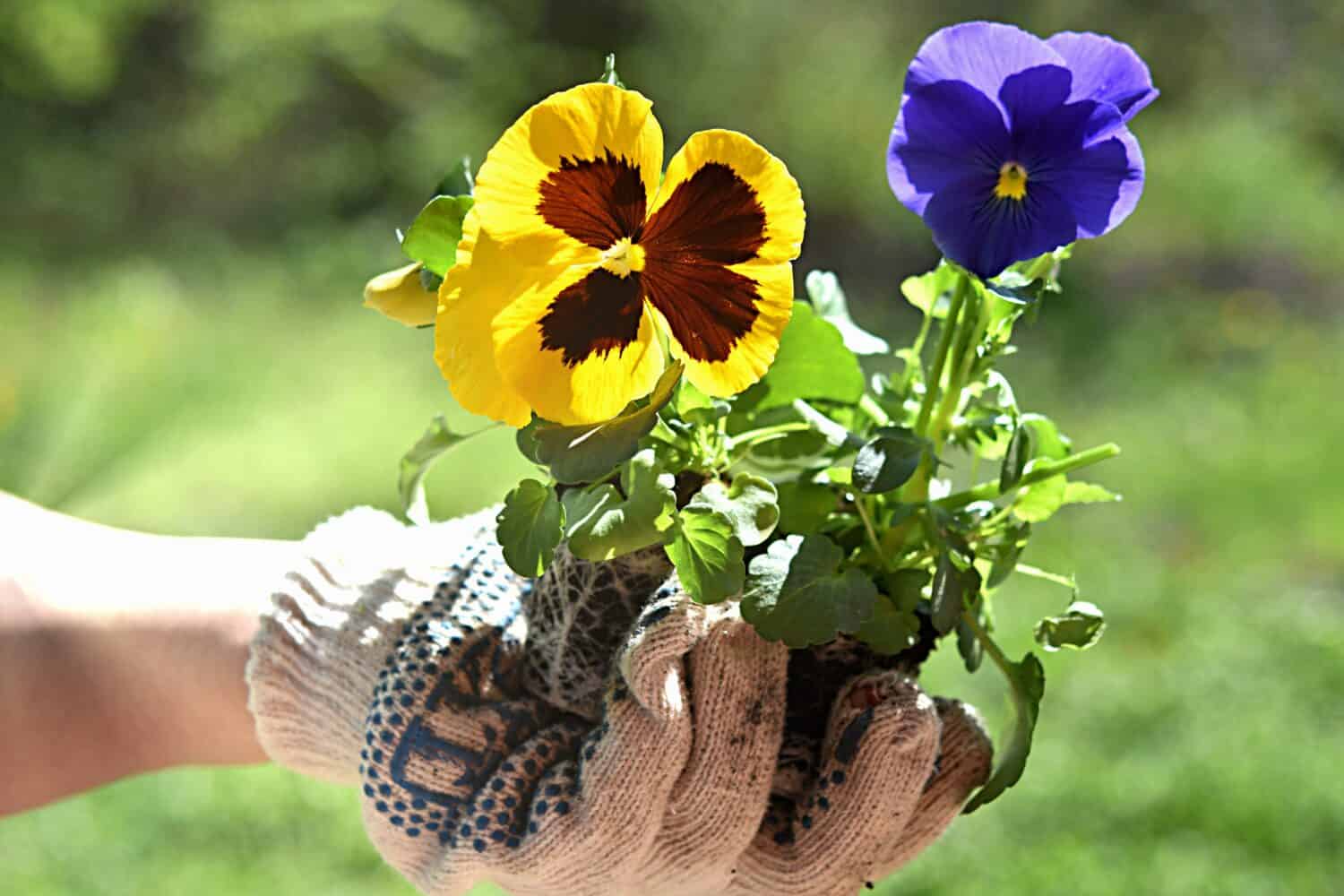 giardinaggio.  piantare fiori.  mani guantate stanno piantando fiori viola del pensiero.  perenni
