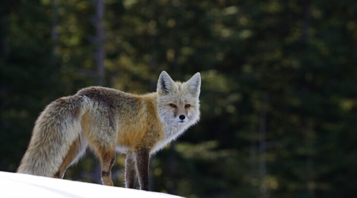 Red Fox (rara sottospecie Cascade) nell'habitat invernale nelle Cascade Mountains, Mount Rainier National Park, Washington;  Fauna selvatica / animale / natura / all'aperto / ricreazione del Pacifico nord-occidentale