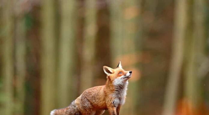 Carino Red Fox, Vulpes vulpes nella foresta di caduta.  Bellissimo animale nell'habitat naturale.  Scena della fauna selvatica dalla natura selvaggia.  Volpe rossa che corre in foglie autunnali arancioni.