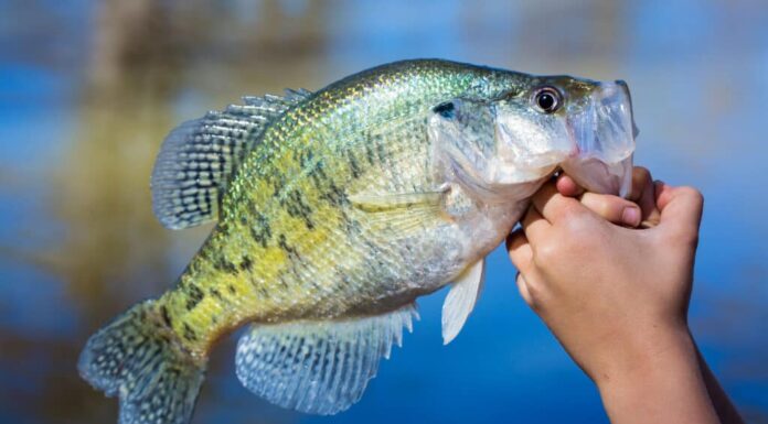 Crappie bianco