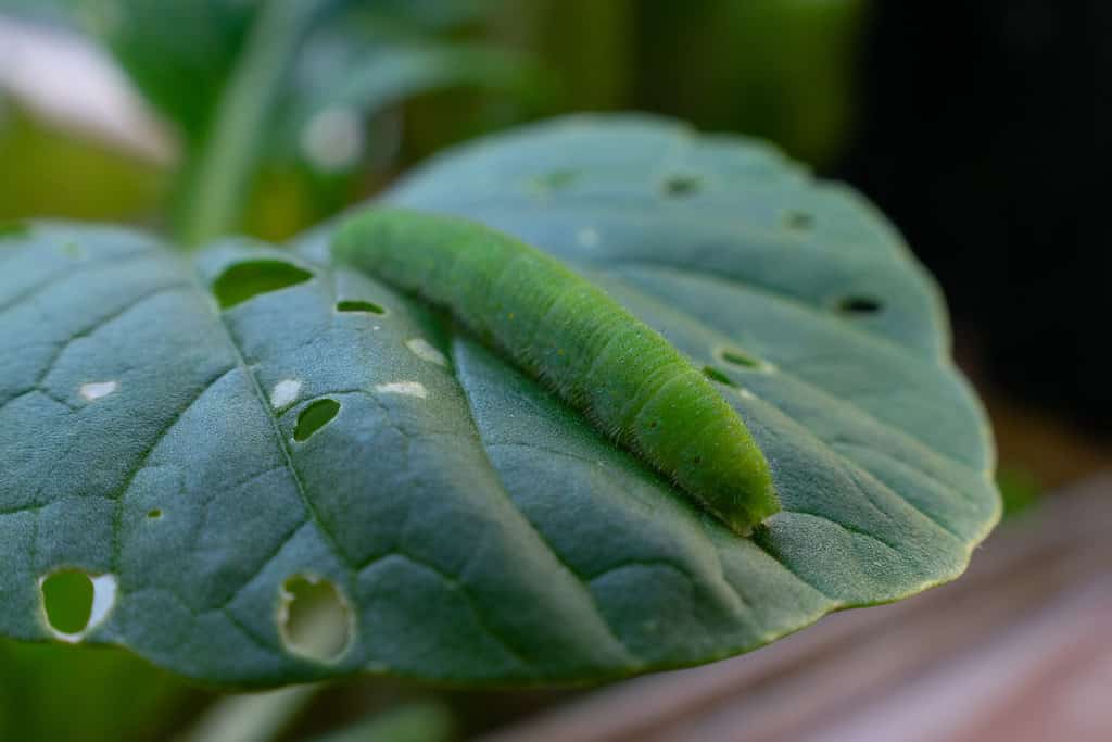 Parassita del bruco del verme del cavolo che mangia una foglia di spinaci