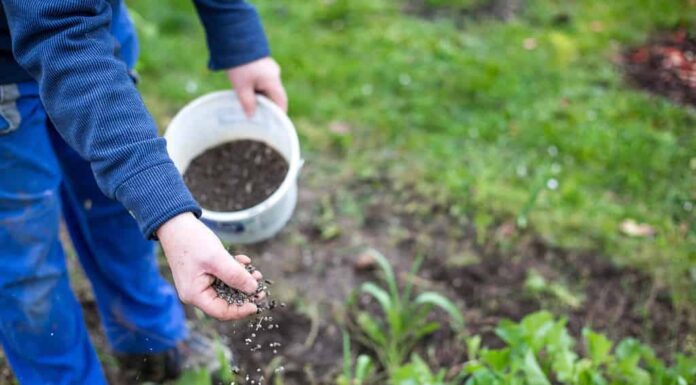 Fertilizzare il giardino con fertilizzante bio granulare per migliori condizioni del giardino