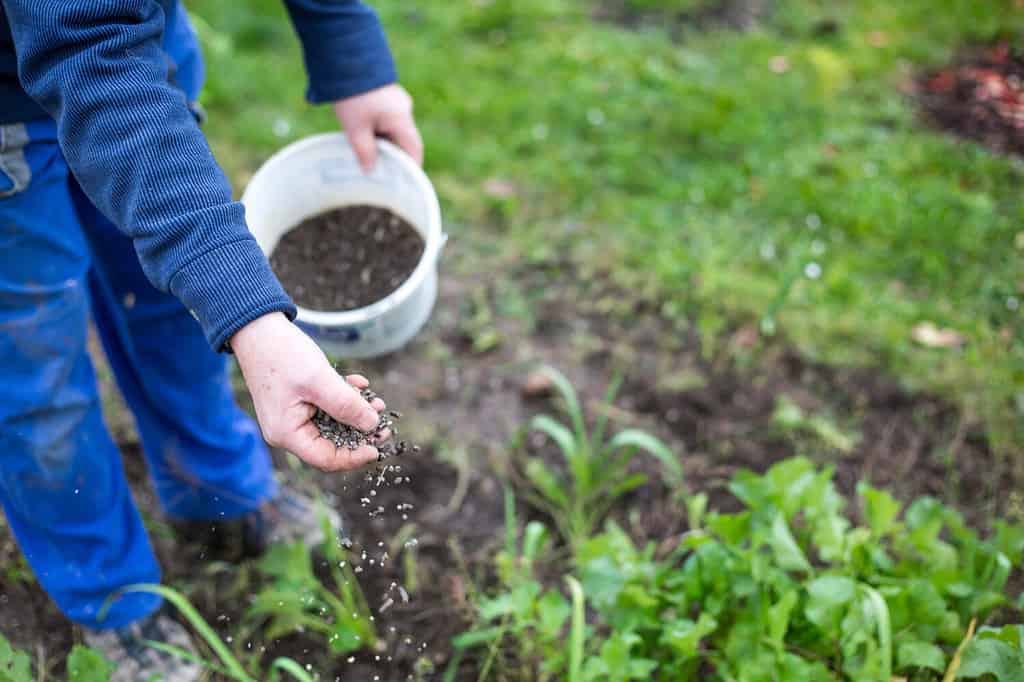 Fertilizzare il giardino con fertilizzante bio granulare per migliori condizioni del giardino
