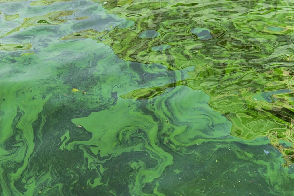 Inquinamento delle acque dovuto alla fioritura delle alghe blu-verdi - I cianobatteri sono un problema ambientale mondiale.  Corpi d'acqua, fiumi e laghi con fioriture algali nocive.  Concetto di ecologia della natura inquinata.