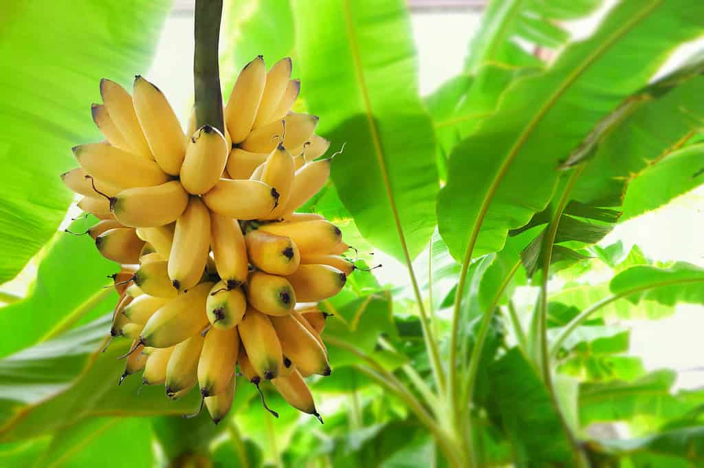 Mazzo di banane su un albero