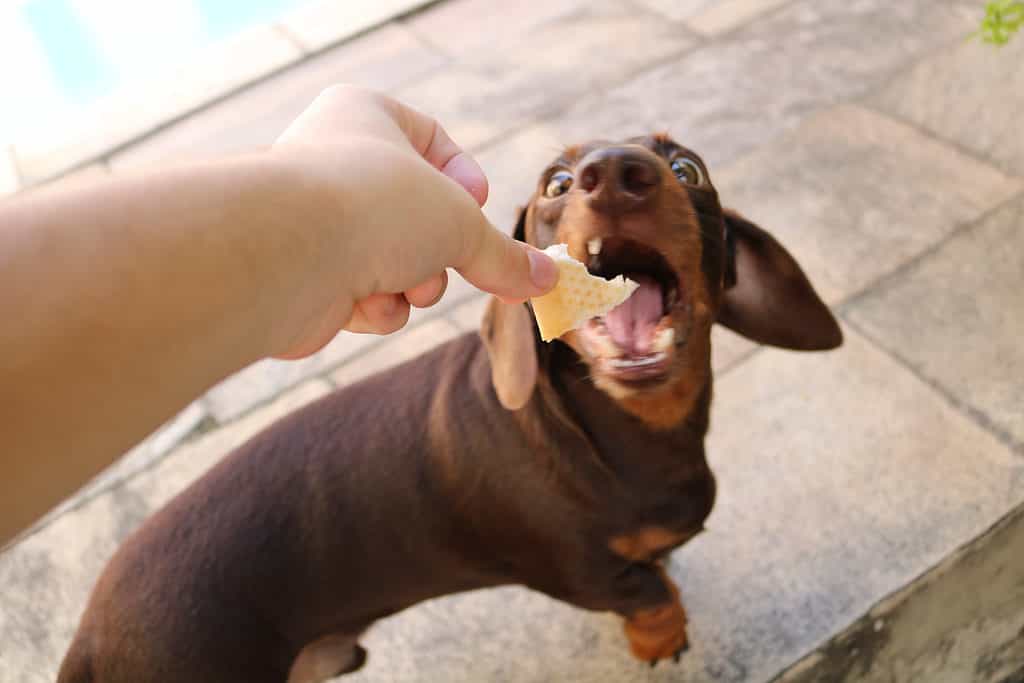 Cane del bassotto tedesco che mangia un pezzo di pane