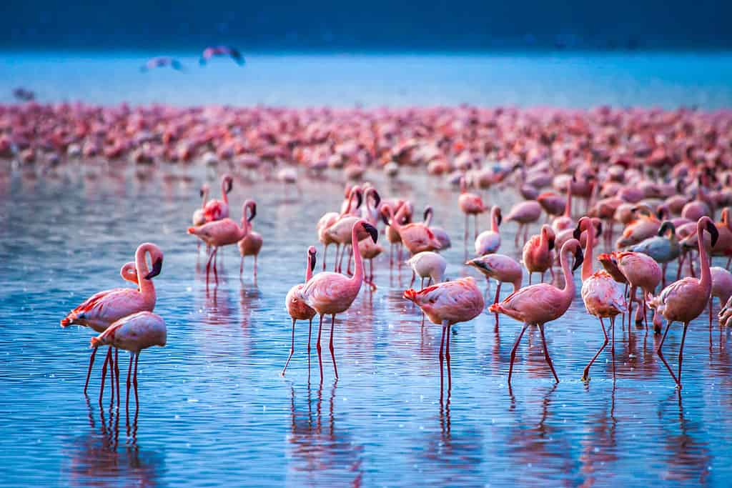 Migliaia di fenicotteri si possono trovare sulle rive del lago Manyara.