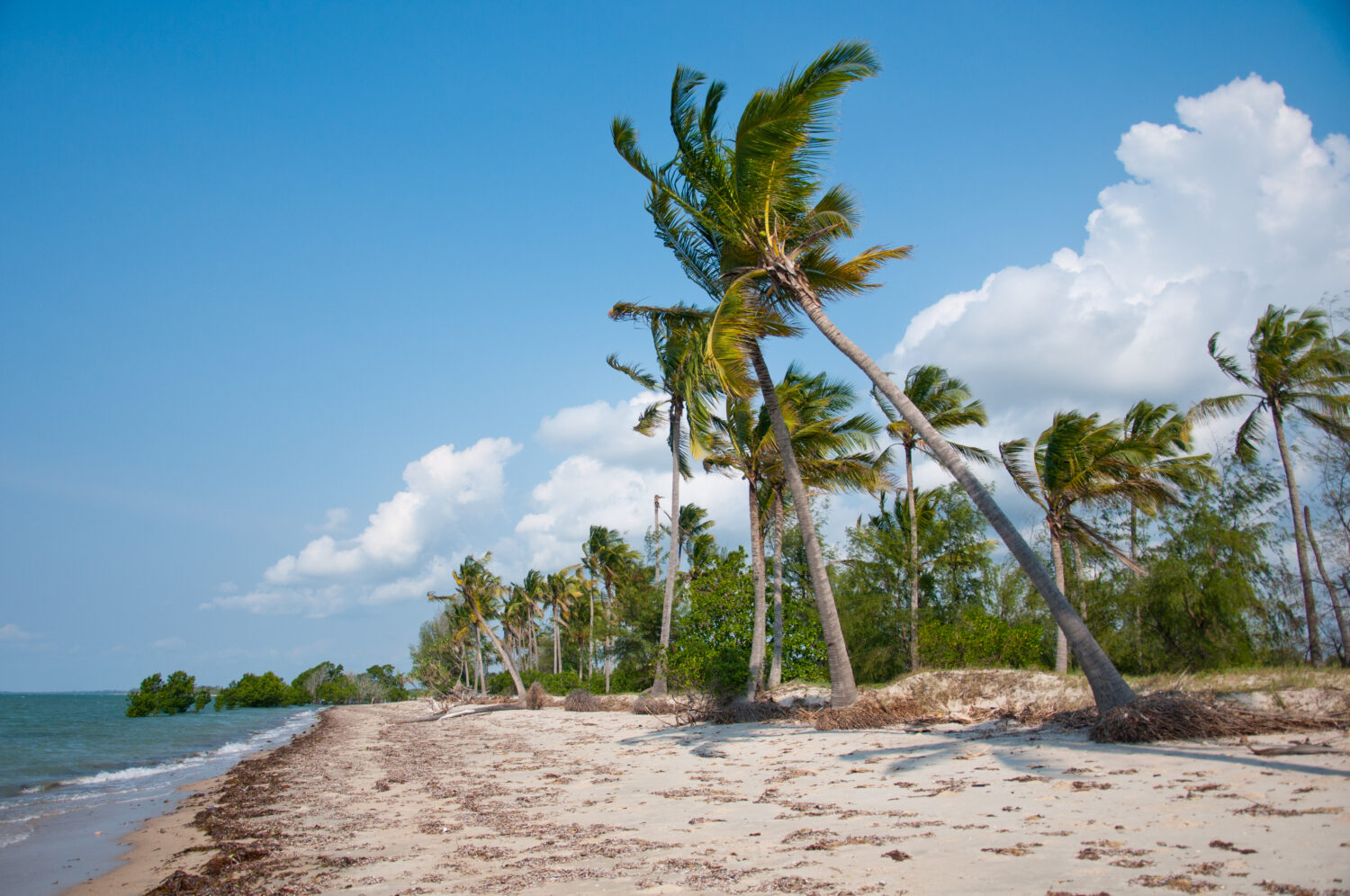 palme da cocco sulla spiaggia nell'oceano indiano - parco nazionale saadani in tanzania