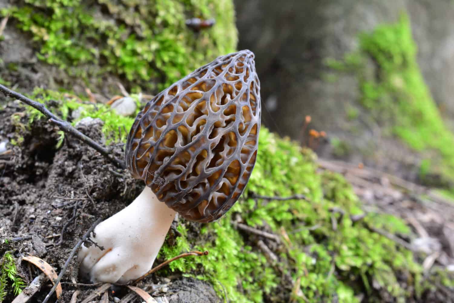 Un unico esemplare bello e sano di Morchella conica o fungo Black Morel, cresciuto accanto a un faggio ricoperto di muschio