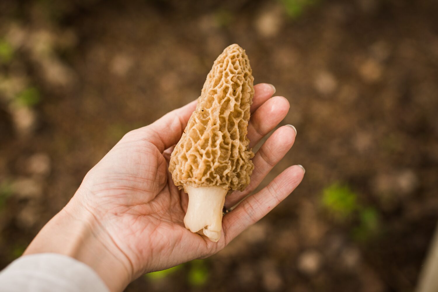 Spugnole appena raccolte in primavera 