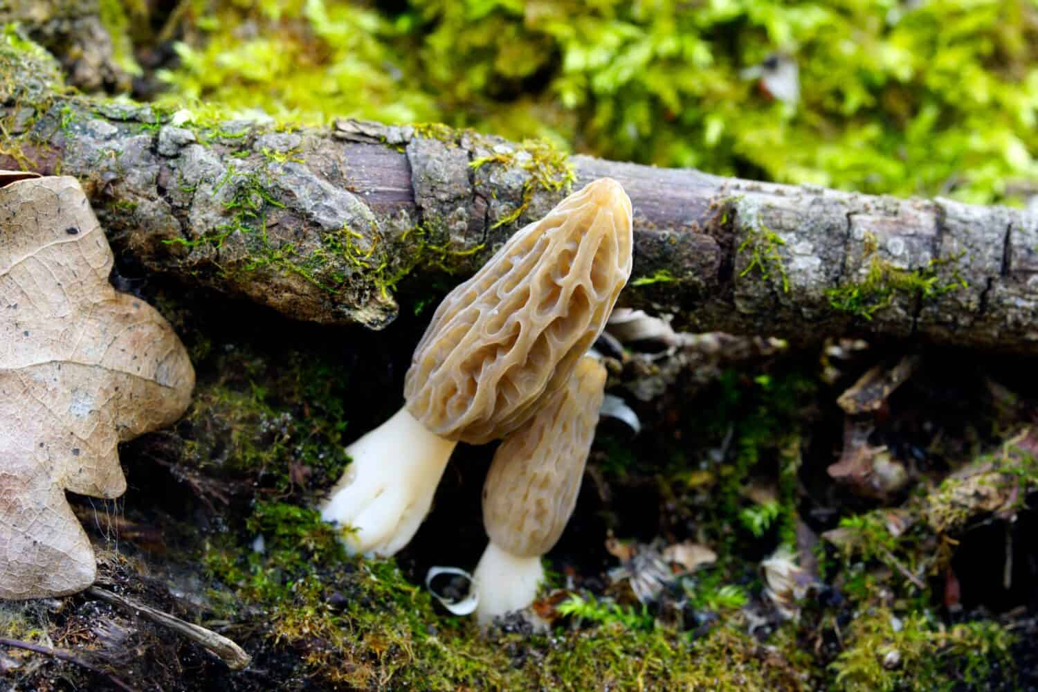 Spugnola nera - Morchella elata Morchella conica complex.  Morchella, le vere spugnole, è un genere di funghi a sacco commestibili strettamente correlati ai funghi a coppa anatomicamente più semplici nell'ordine Pezizales