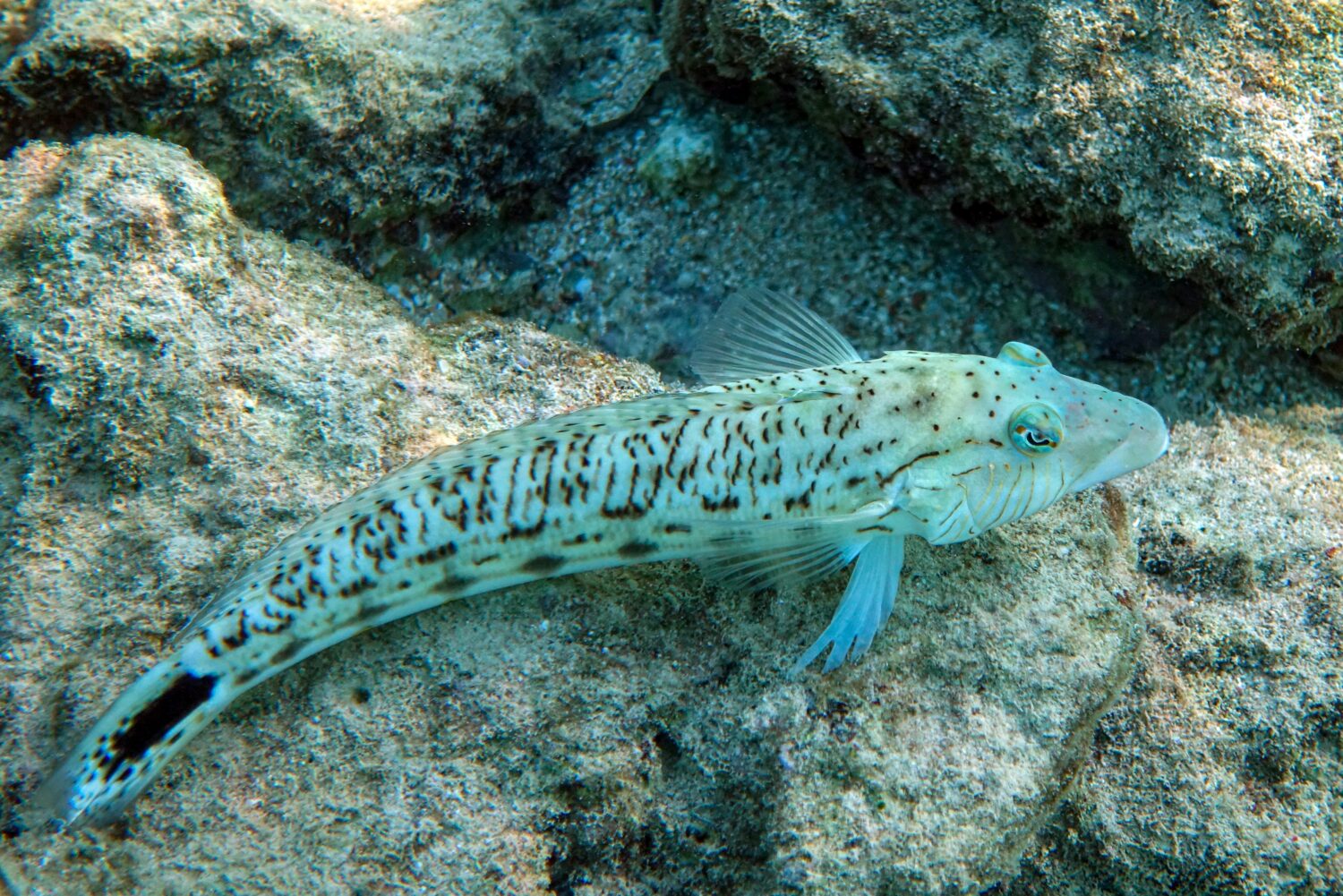Pesci di sandperch maculati in Mar Rosso, Egitto                               