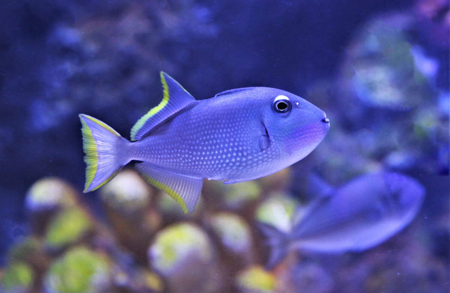 Il pesce balestra dorato, pesce balestra golaazzurra (Xanthichthys auromarginatus) è un pesce balestra grigio maculato, appartenente alla famiglia Balistidae.  Sta nuotando in un acquario marino.