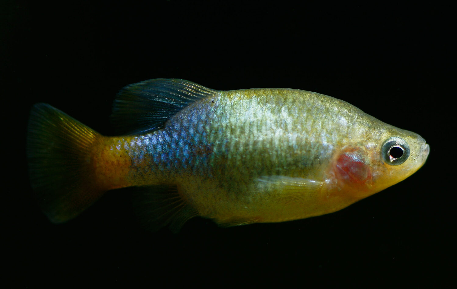 Goodeid dalla coda rossa maschio, goodeid dalla coda arancione, splitfin dalla coda rossa (Xenotoca eiseni)