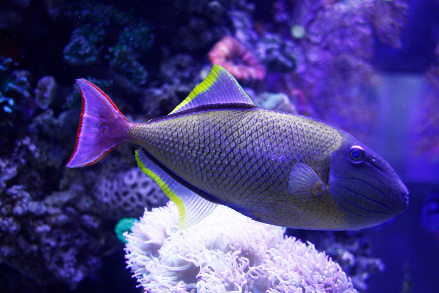 Xanthichthys mento, il pesce balestra dalla coda rossa, il pesce balestra glaucogularis o il pesce balestra tratteggio incrociato