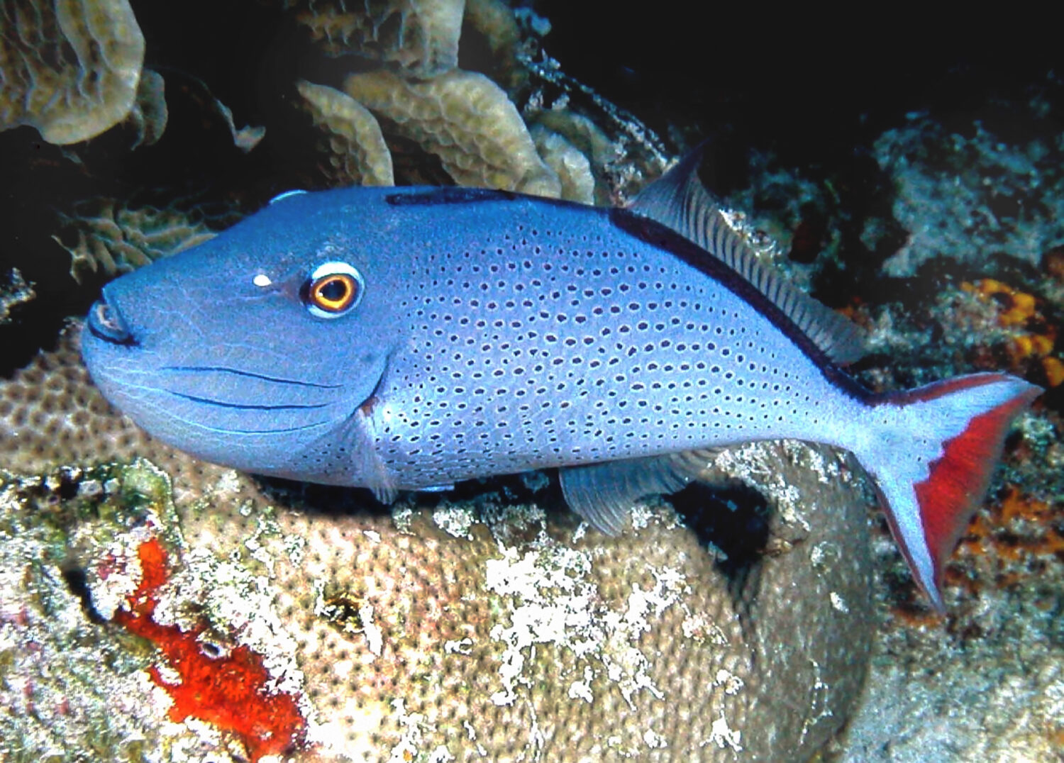 Pesce balestra Sargassum Cozumel Caraibi Messico