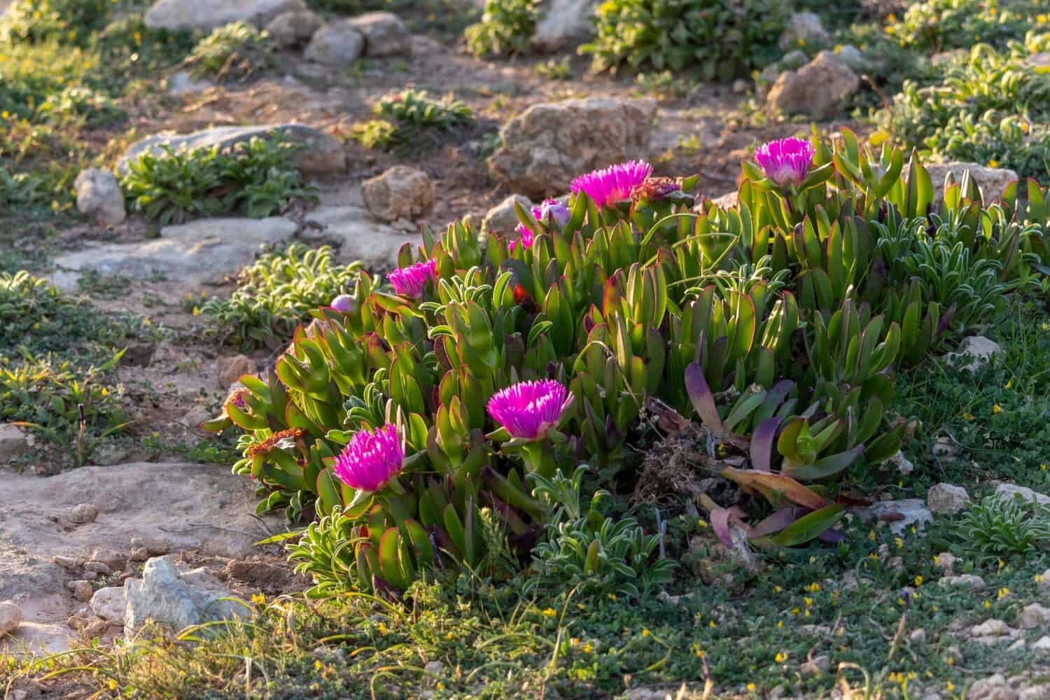 Vista ravvicinata della pianta del ghiaccio (Carpobrotus edulis), endemica del sud africa.