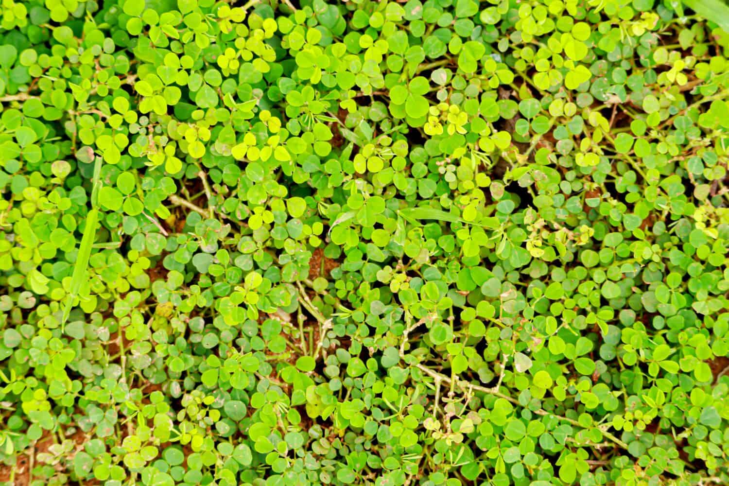 Vista dall'alto dell'acetosella strisciante.  L'altro nome è l'acetosella indiana, l'acetosella gialla e l'acetosella.  Il nome della scienza è Oxalis corniculata L. o Oxalis acetosella L.