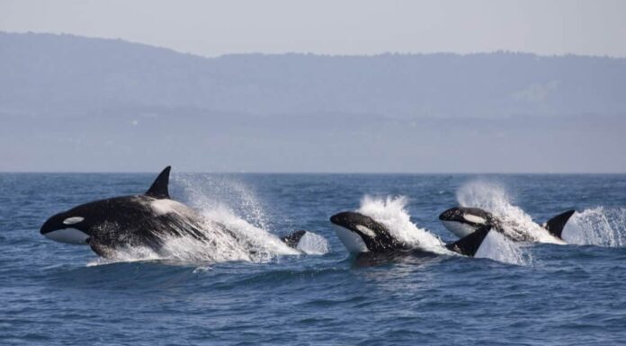 Violazioni del branco di balene