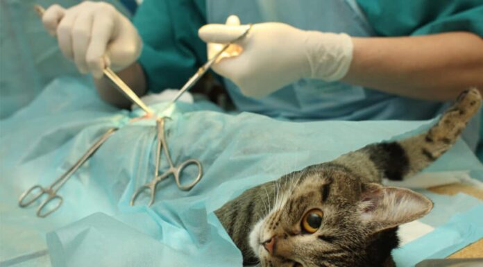 Sterilizzazione chirurgica di un gatto