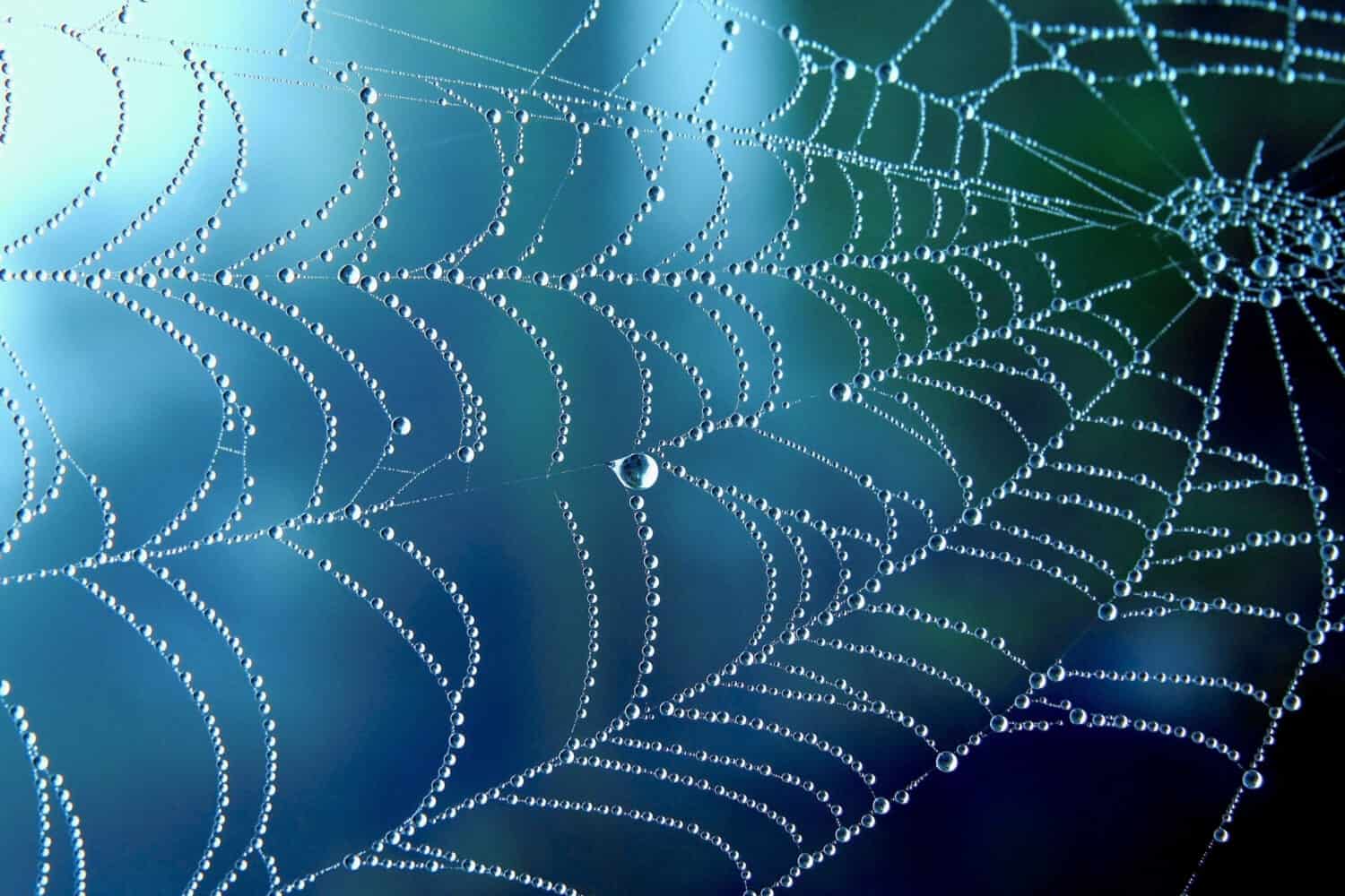 Primo piano del fondo del modello di pioggia naturale della ragnatela o della ragnatela.  Ragnatela con gocce di pioggia in luce blu.  Struttura netta della ragnatela con bokeh pioggia mattutina.  Sfocatura parziale vista linee collana ragnatela