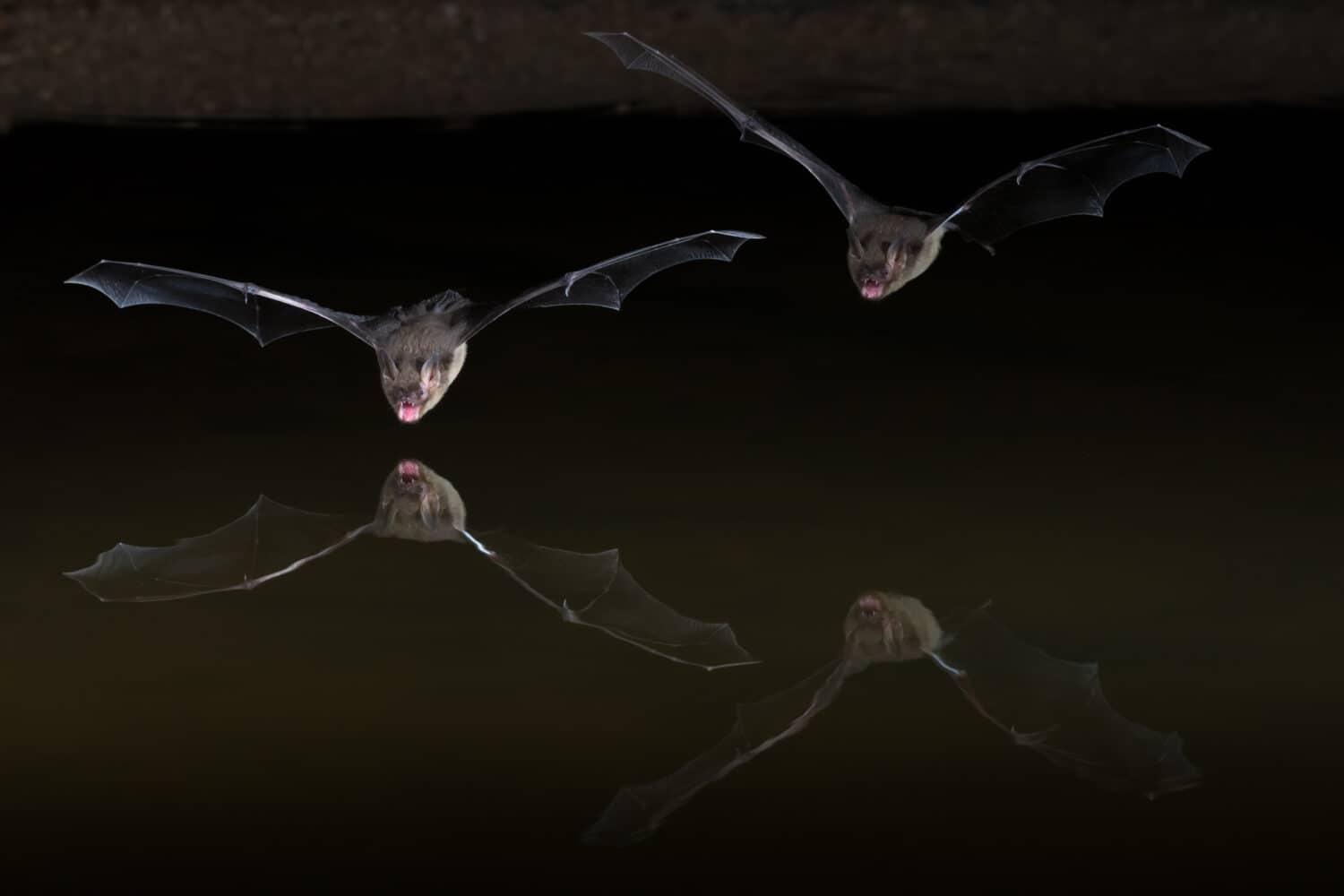 Pipistrello occidentale o pipistrello del canyon 