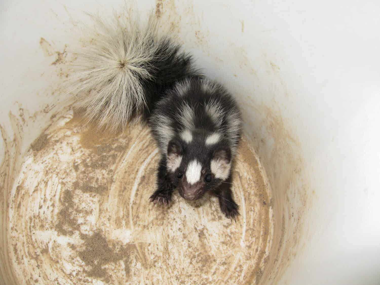 Un bambino Western Spotted Skunk all'interno di un secchio bianco da cinque galloni.