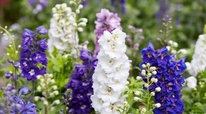 Fiori di Larkspur, Delphinium elatum nei colori bianco, viola e blu