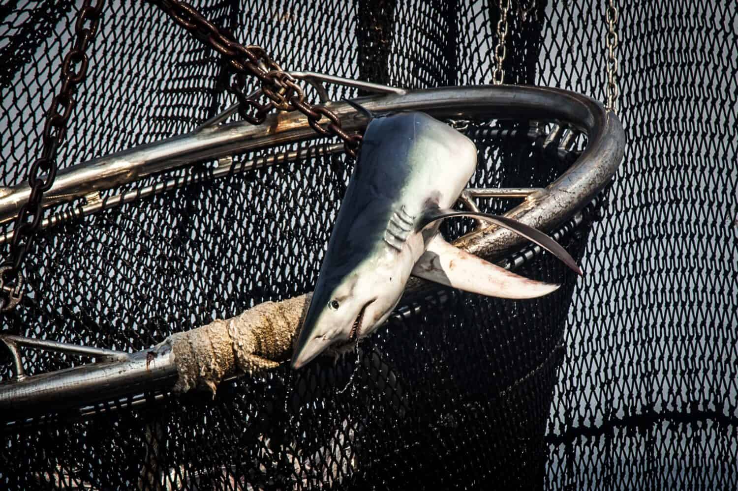 pescecane catturato con una rete da pesca