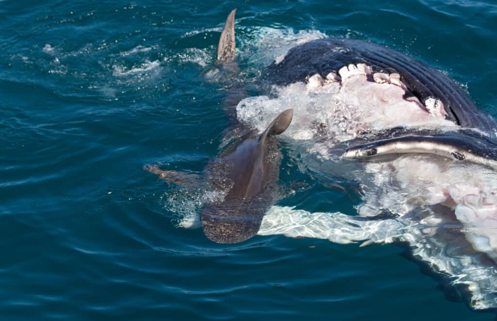 squalo che mangia carcassa di balena Hervey Bay