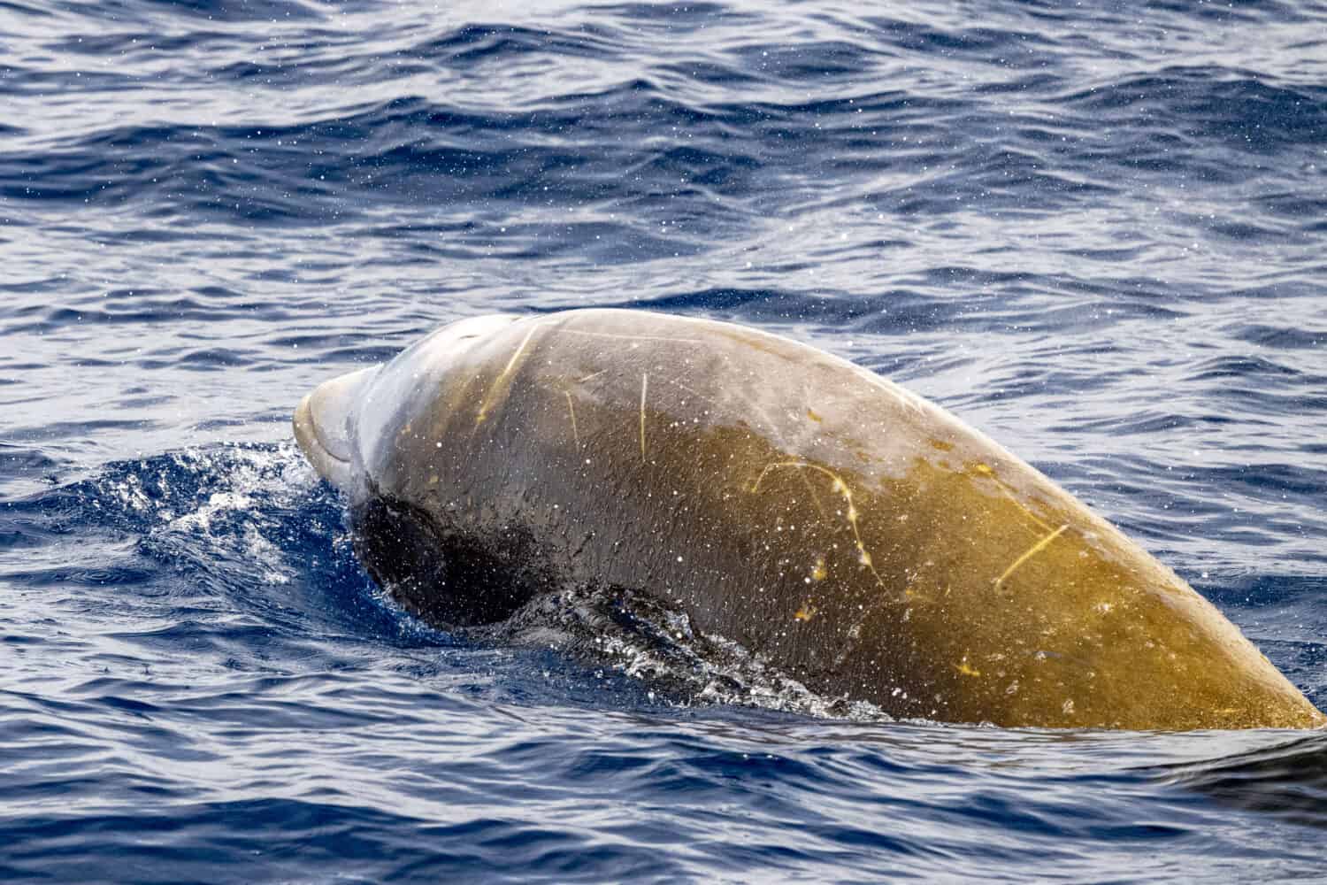 Nome delfino balena di Cuvier ultra raro da vedere