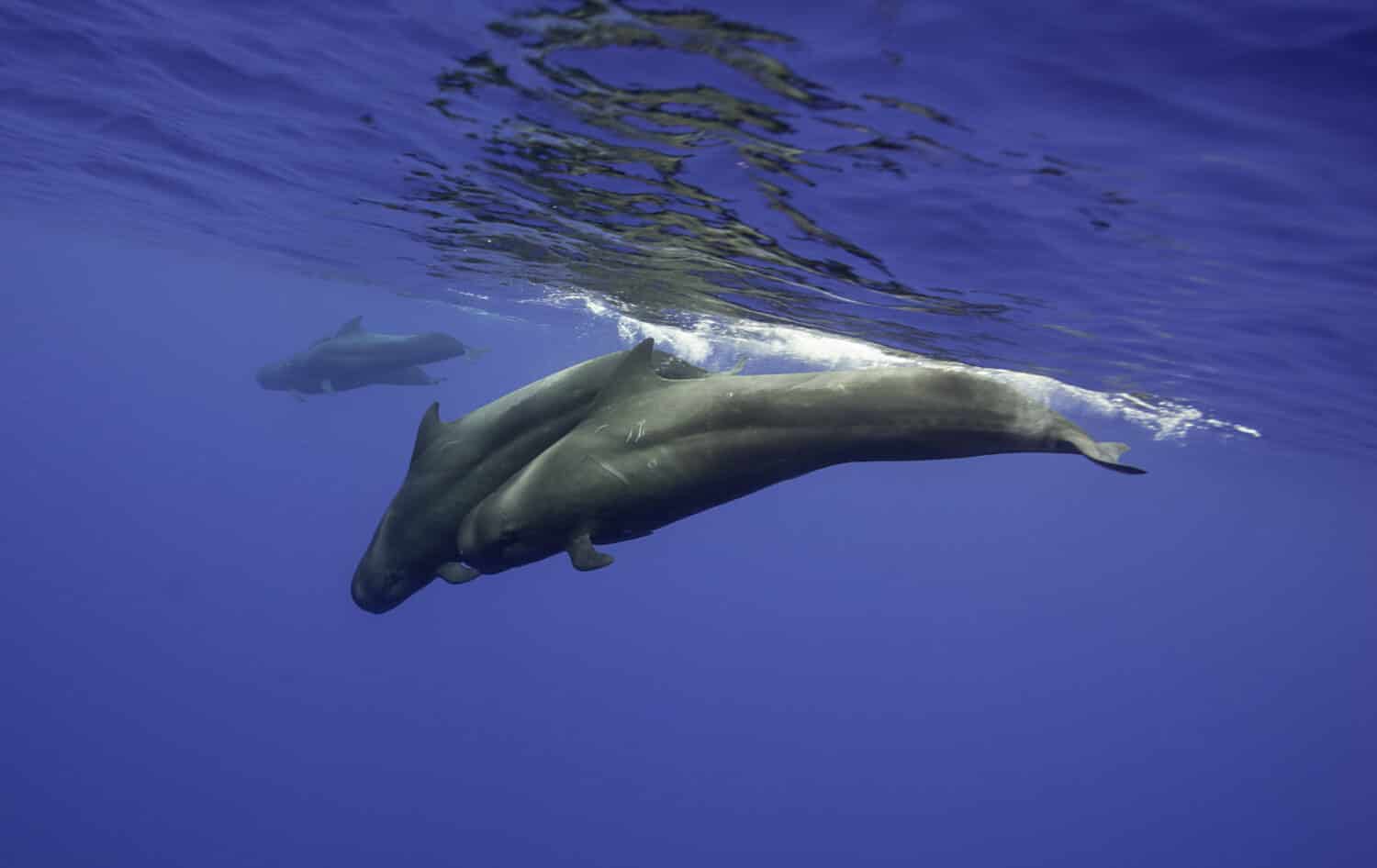 Baccello di balene pilota a pinne corte che nuotano vicino alla superficie, a nord-ovest di Mauritius.