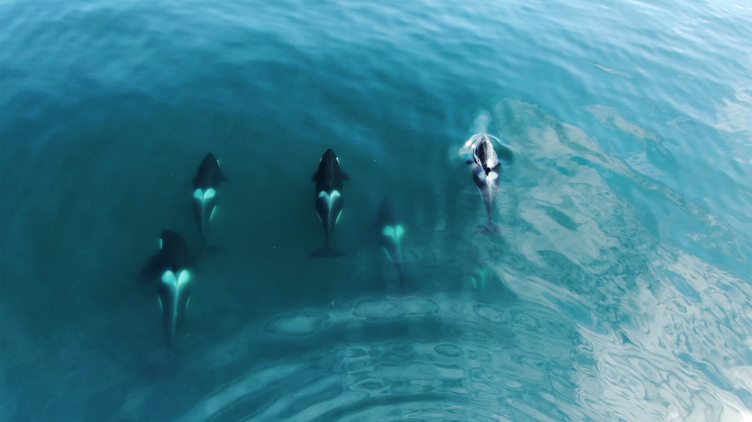 Baccello di balene orche selvatiche in mare aperto nell'oceano blu