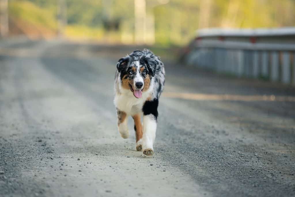 Ritratto di un divertente e pazzo pastore australiano Blue merle al tramonto in estate. Cucciolo australiano felice che corre sulla strada