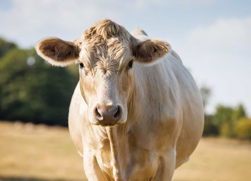 Ritratto di mucca Charolais in campo soleggiato