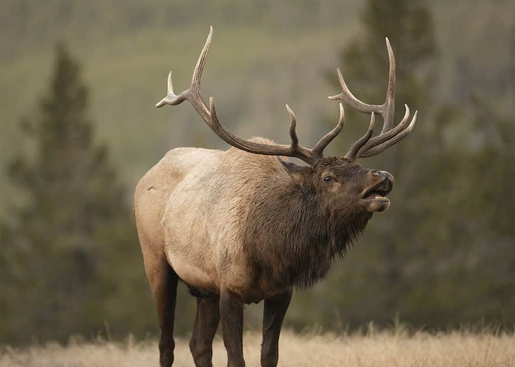 Bugling Elk nel Parco Nazionale di Yellowstone nel Wyoming