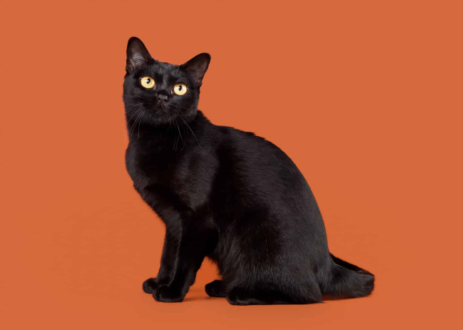 gatto bombay tradizionale nero su sfondo di noci