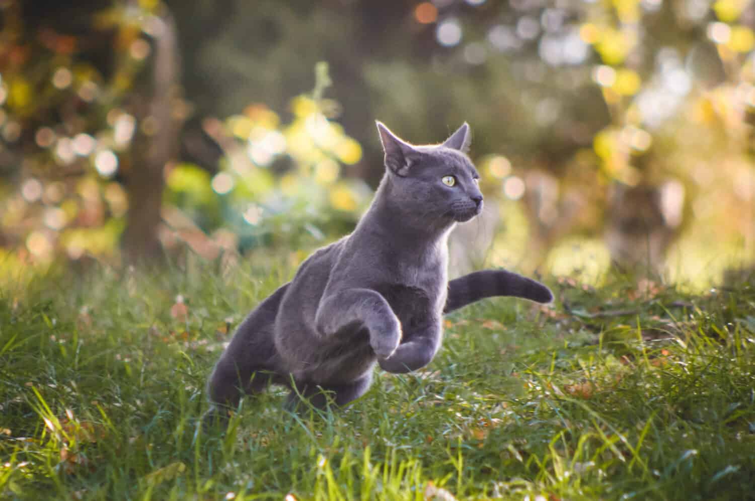 Simpatico gatto russo blu che corre in natura