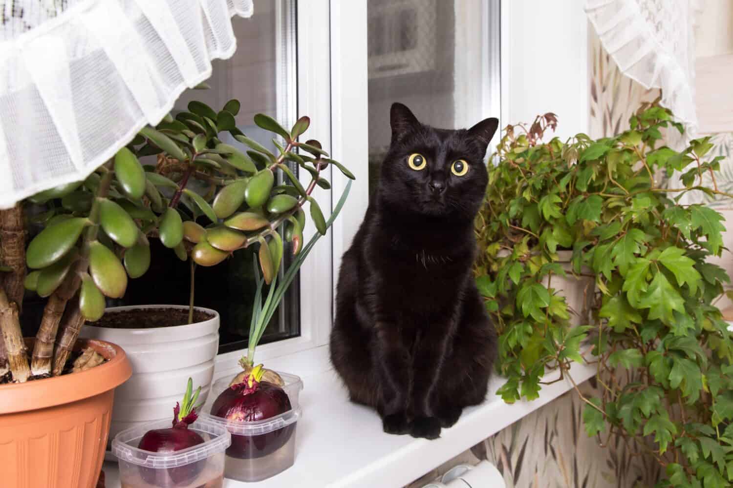 Simpatico ritratto di gatto bombay nero con grandi occhi gialli seduto sul davanzale con pianta verde a casa