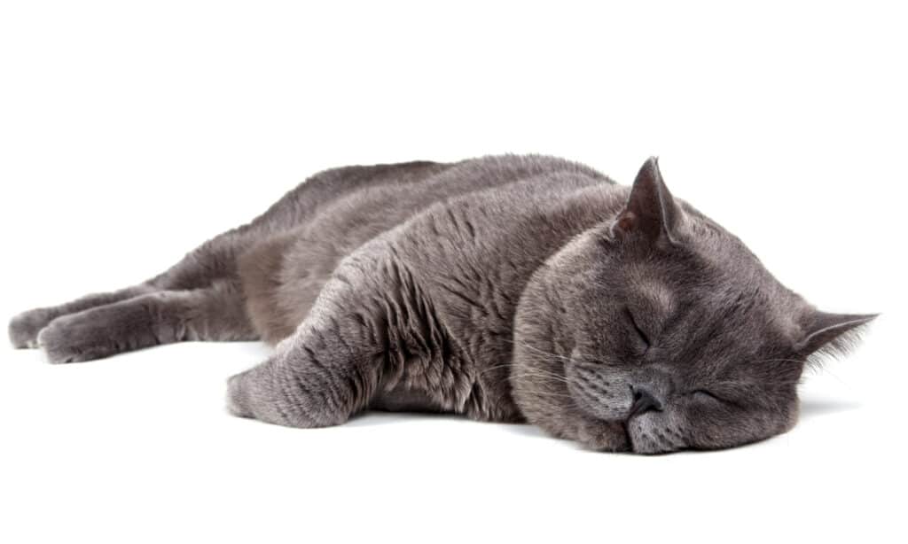 Gatto grigio British shorthair che dorme su sfondo bianco